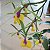 Epicattleya Rene Marques (Epidendrum pseudepidendrum x Cattleya claesiana (C. intermedia x C. loddigesii)) - Imagem 4