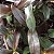 Epicattleya Rene Marques (Epidendrum pseudepidendrum x Cattleya claesiana (C. intermedia x C. loddigesii)) - Imagem 7