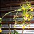 Epicattleya Rene Marques (Epidendrum pseudepidendrum x Cattleya claesiana (C. intermedia x C. loddigesii)) - Imagem 5