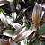 Epicattleya Rene Marques (Epidendrum pseudepidendrum x Cattleya claesiana (C. intermedia x C. loddigesii)) - Imagem 6