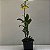 Epicattleya Rene Marques (Epidendrum pseudepidendrum x Cattleya claesiana (C. intermedia x C. loddigesii)) - Imagem 6