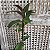 Epicattleya Rene Marques (Epidendrum pseudepidendrum x Cattleya claesiana (C. intermedia x C. loddigesii)) - Imagem 8