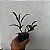 Epicattleya Rene Marques (Epidendrum pseudepidendrum x Cattleya claesiana (C. intermedia x C. loddigesii)) - Imagem 2