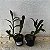 Epicattleya Rene Marques (Epidendrum pseudepidendrum x Cattleya claesiana (C. intermedia x C. loddigesii)) - Imagem 3