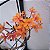 Epidendrum (cores diversas) - Imagem 2