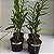Epidendrum (cores diversas) - Imagem 3
