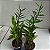 Epidendrum (cores diversas) - Imagem 8