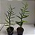 Epidendrum (cores diversas) - Imagem 9