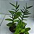 Epidendrum (cores diversas) - Imagem 10