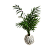 Kokedama de Palmeirinha - Imagem 1