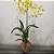 Kokedama de Orquídea Chuva de ouro (Oncidium aloha) - Imagem 3