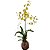 Kokedama de Orquídea Chuva de ouro (Oncidium aloha) - Imagem 2