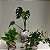 Kokedama de Costela de Adão - Imagem 7