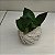 Kokedama de Mini Espada de São Jorge (Espadinha) - Imagem 5