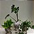 Kokedama de Hera Estrela - Imagem 7