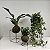 Kokedama de Hera Estrela - Imagem 8
