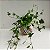 Kokedama de Hera Estrela - Imagem 1