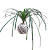 Kokedama de Pata de Elefante - Imagem 1