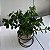 Kokedama de Peixinho - Imagem 8
