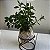 Kokedama de Peixinho - Imagem 9