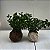 Kokedama de Peixinho - Imagem 10