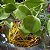 Kokedama de Peperomia pendente - Imagem 6