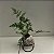 Kokedama de Renda Francesa pequena - Imagem 6