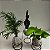 Kokedama de Jiboia Neon - Imagem 11