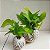 Kokedama de Jiboia Neon - Imagem 10