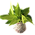 Kokedama de Jiboia Neon - Imagem 1