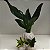 Kokedama de Pacová (Philodendron martianum) Acabamento Barbante Fio Cru - Imagem 7