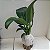 Kokedama de Pacová (Philodendron martianum) Acabamento Barbante Fio Cru - Imagem 5