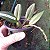Macradenia multiflora - Imagem 7