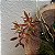 Macradenia multiflora - Imagem 1