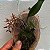 Macradenia multiflora - Imagem 3