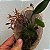 Macradenia multiflora - Imagem 8