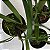 Maxillaria schunkeana (Mini Orquídea Negra) - Imagem 15