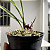 Maxillaria schunkeana (Mini Orquídea Negra) - Imagem 3