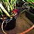 Maxillaria schunkeana (Mini Orquídea Negra) - Imagem 11