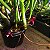 Maxillaria schunkeana (Mini Orquídea Negra) - Imagem 12