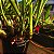Maxillaria schunkeana (Mini Orquídea Negra) - Imagem 13