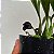 Maxillaria schunkeana (Mini Orquídea Negra) - Imagem 9