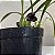 Maxillaria schunkeana (Mini Orquídea Negra) - Imagem 1