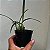 Maxillaria schunkeana (Mini Orquídea Negra) - Imagem 2