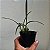 Maxillaria schunkeana (Mini Orquídea Negra) - Imagem 10