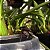 Maxillaria schunkeana (Mini Orquídea Negra) - Imagem 14