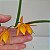 Brassocattleya Sunny delight (Brassavola perrini x C. aurantiaca) - Imagem 2