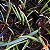 Brassocattleya Sunny delight (Brassavola perrini x C. aurantiaca) - Imagem 11