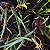 Brassocattleya Sunny delight (Brassavola perrini x C. aurantiaca) - Imagem 12