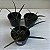 Brassocattleya Sunny delight (Brassavola perrini x C. aurantiaca) - Imagem 5